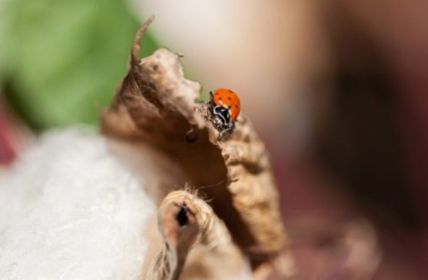 Cotonea präsentiert luxuriöse Bio-Pima-Baumwolle (Foto: biologisch erzeugte Baumwolle (Foto: Cotonea))