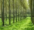 Gentechnik im Wald: Living Carbons riskanter Vorstoß (Foto: AdobeStock - Claude Calcagno Claude Calcagno)