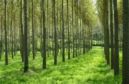 Gentechnik im Wald: Living Carbons riskanter Vorstoß (Foto: AdobeStock - Claude Calcagno Claude Calcagno)